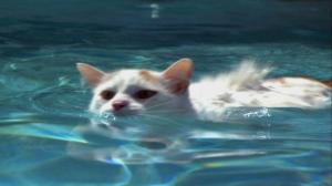 Turkish Van cat swimming
