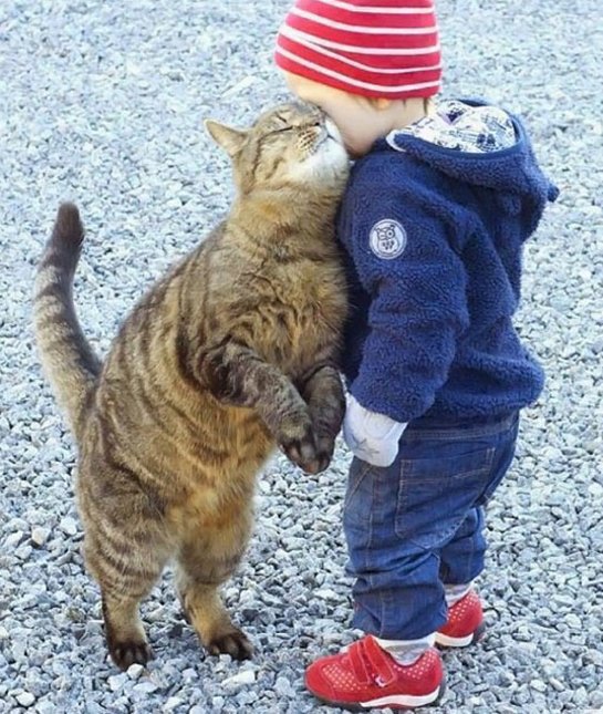 6-91652-cat-and-baby-nuzzle-1422924856