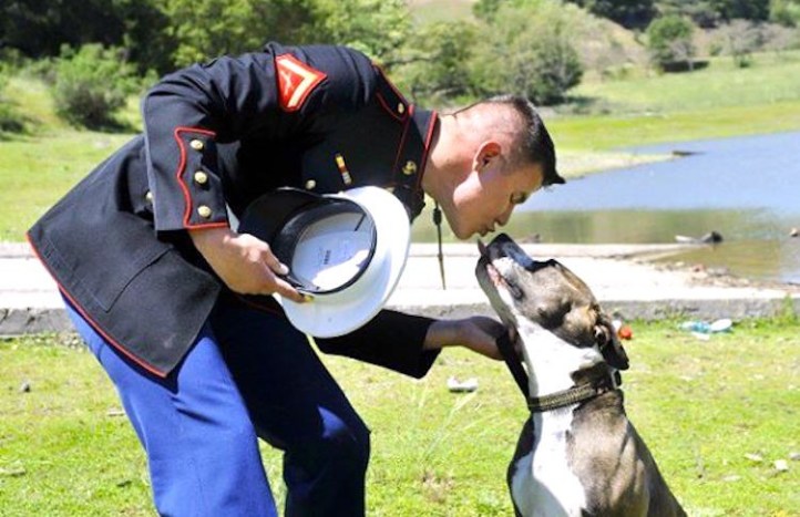 dogs-on-deployment-750x485