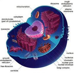Animal-Cell