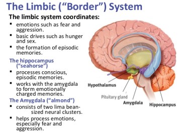 myers10e-lsch021-48-638